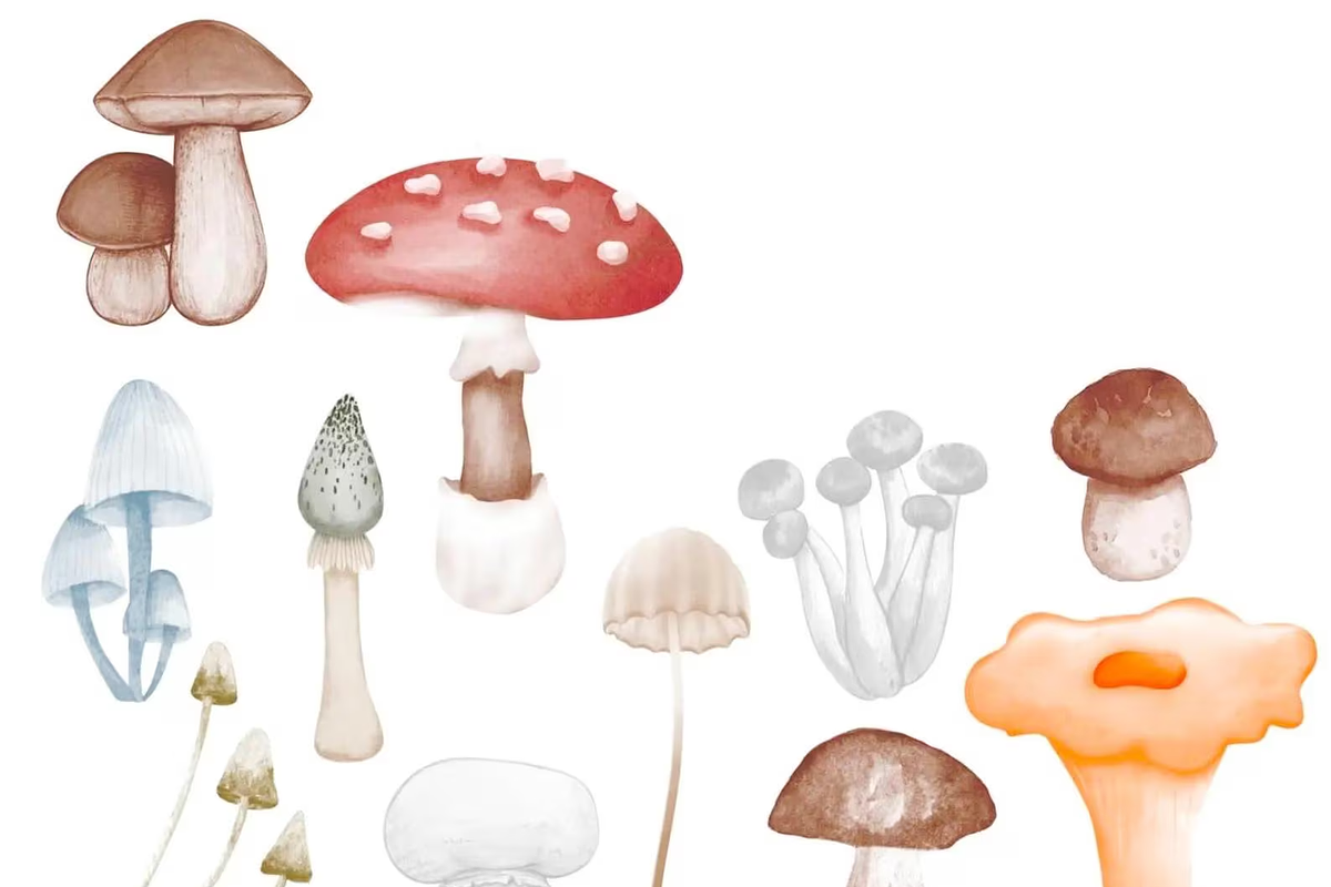 450+ NATURE PROCREATE STAMPS, a Brush Add-On by BeeRubby (Photo 5 of 10)