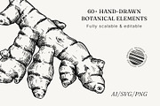 Medicinal Roots Illustrations Set, a Healthcare Illustration by Yevheniia (Thumbnail 12 of 12)