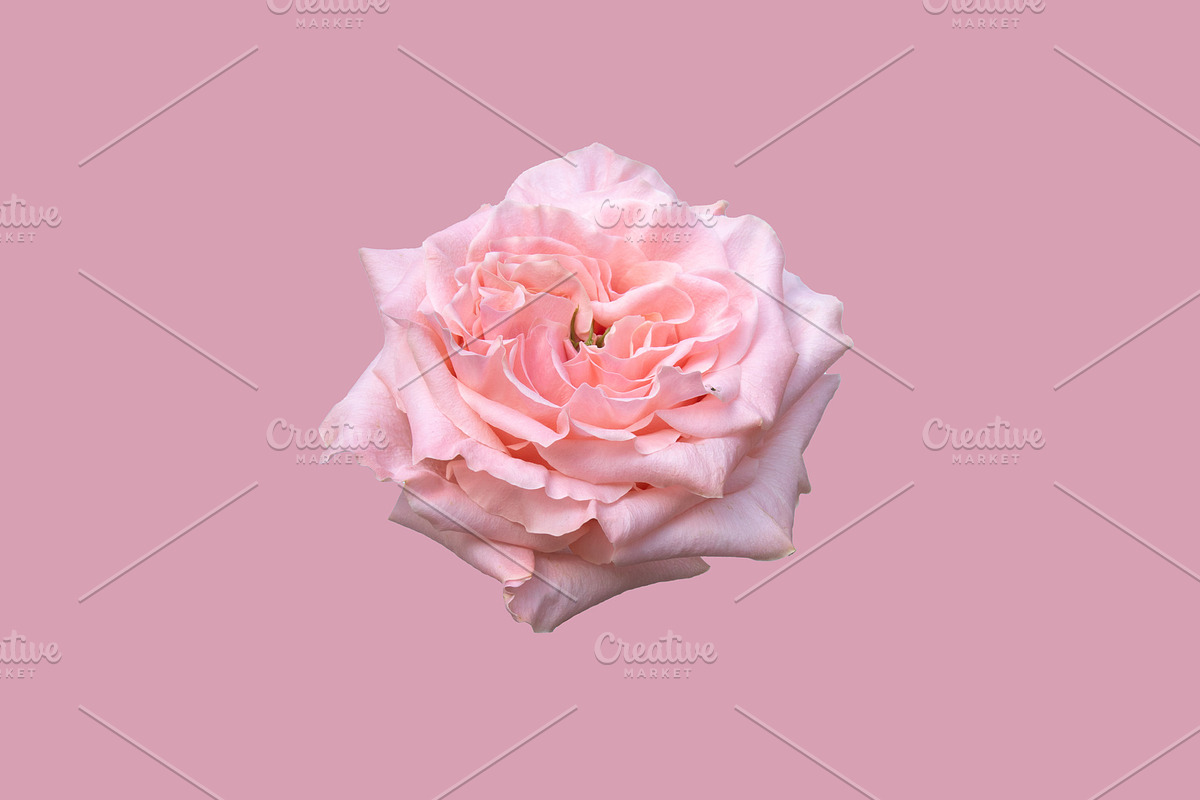 Pink rose, a Photo by Bloomstock studio (Photo 2 of 2)