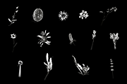 HERBARIA. Pressed Wildflower Scans, an Object Graphic by Schumacher Shop (Thumbnail 6 of 21)