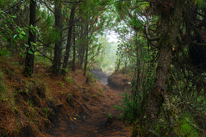 Acatenango Guatemala Hiking Trail, a Photo by THP Creative