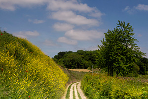 Road towards the Eyserbos