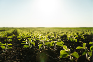 Fresh green sprouts of soy on a, a Nature Photo by volodymyrshtun13795