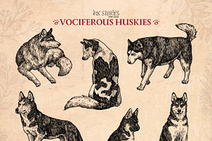 Vociferous Huskies