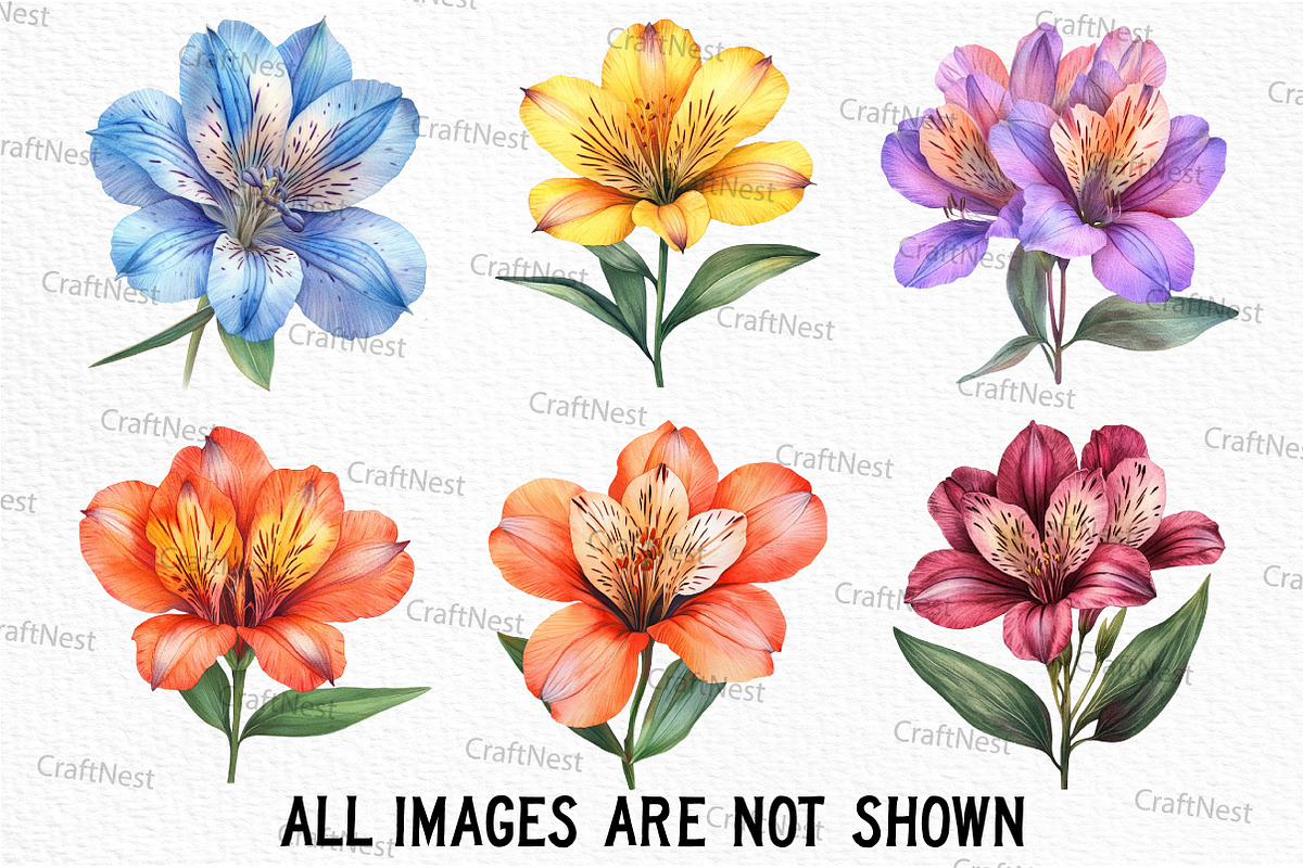 Alstroemeria Flower Watercolor PNG, an Illustration by Craft Nest (Photo 5 of 6)