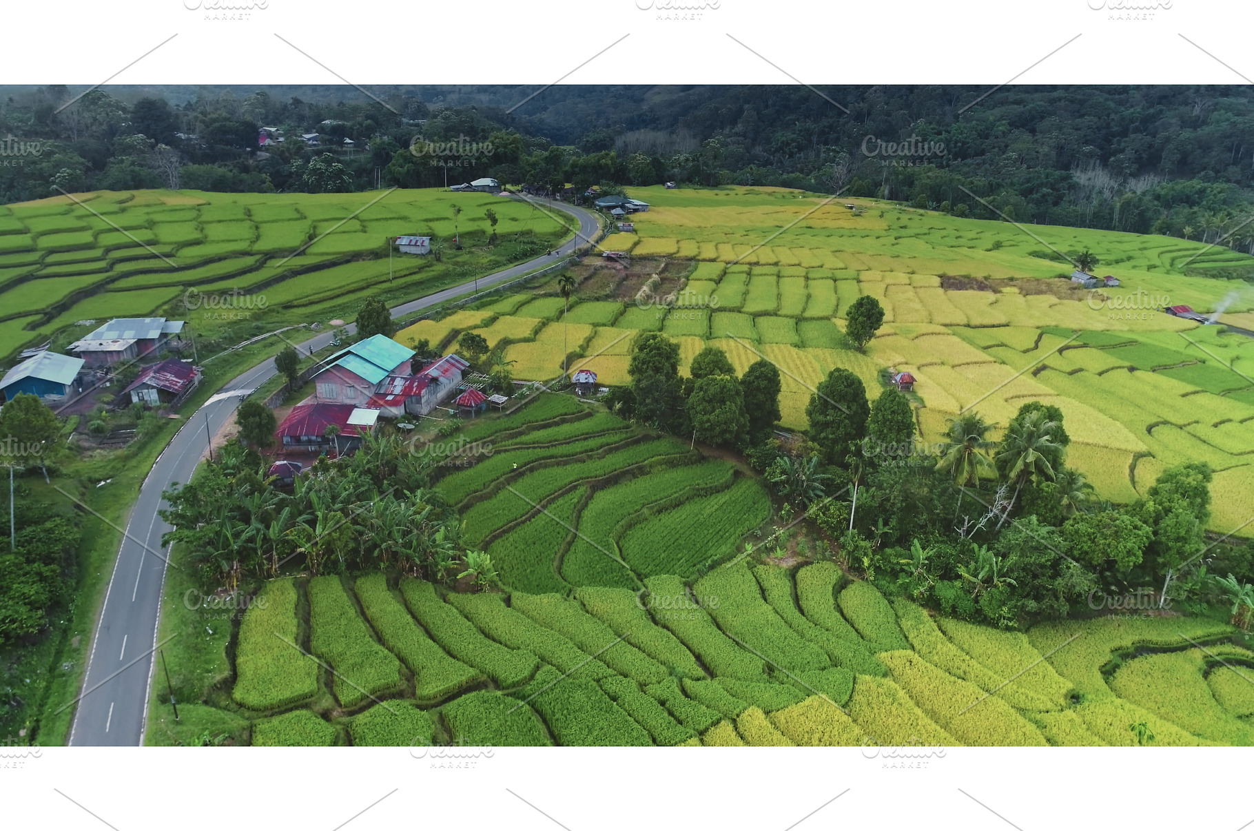 Expansive aerial view of terraced, a Nature Photo by Goinyk
