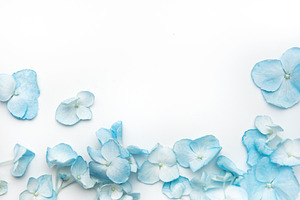 Blue hydrangea petals scattered on white background, a Background Photo by Olena Rudo