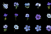 Watercolor Anemones Flower Clipart, a Graphic by Graphicspixel (Thumbnail 4 of 10)
