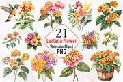 Lantana Flower Watercolor Cliparts, an Illustration by RobertsArt (Thumbnail 1 of 7)