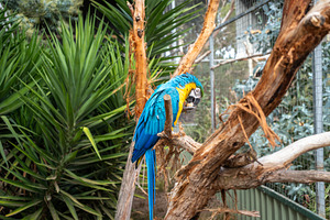 Blue-and-yellow macaw perched on a branch in Kangaroo Island, Au