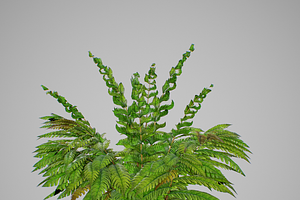 Alsophila Fern Young