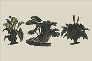 East Indies Botanical Illustrations, a Decorative Illustration by Rusted Works (Thumbnail 4 of 10)