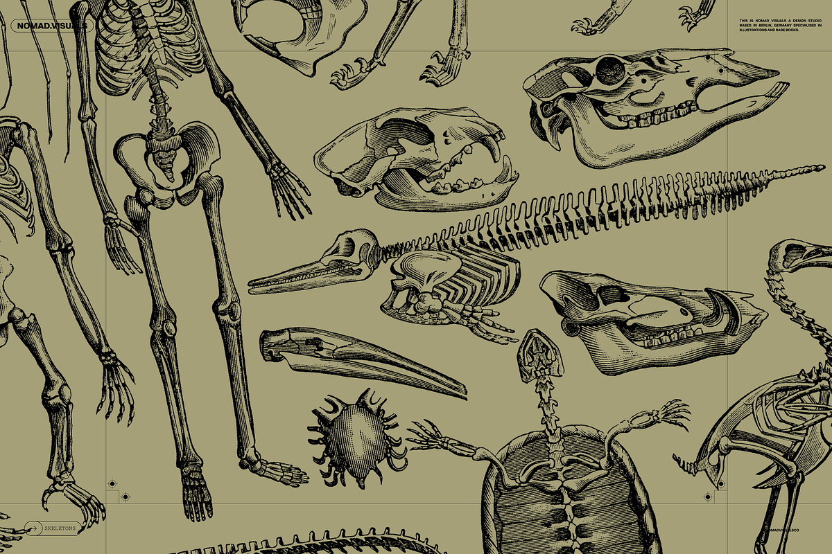 Skeletons & Bones, an Animal Illustration by Nomad Visuals (Photo 3 of 15)