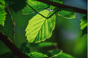 Sunny green leaves, a Nature Photo by Nature and travel
