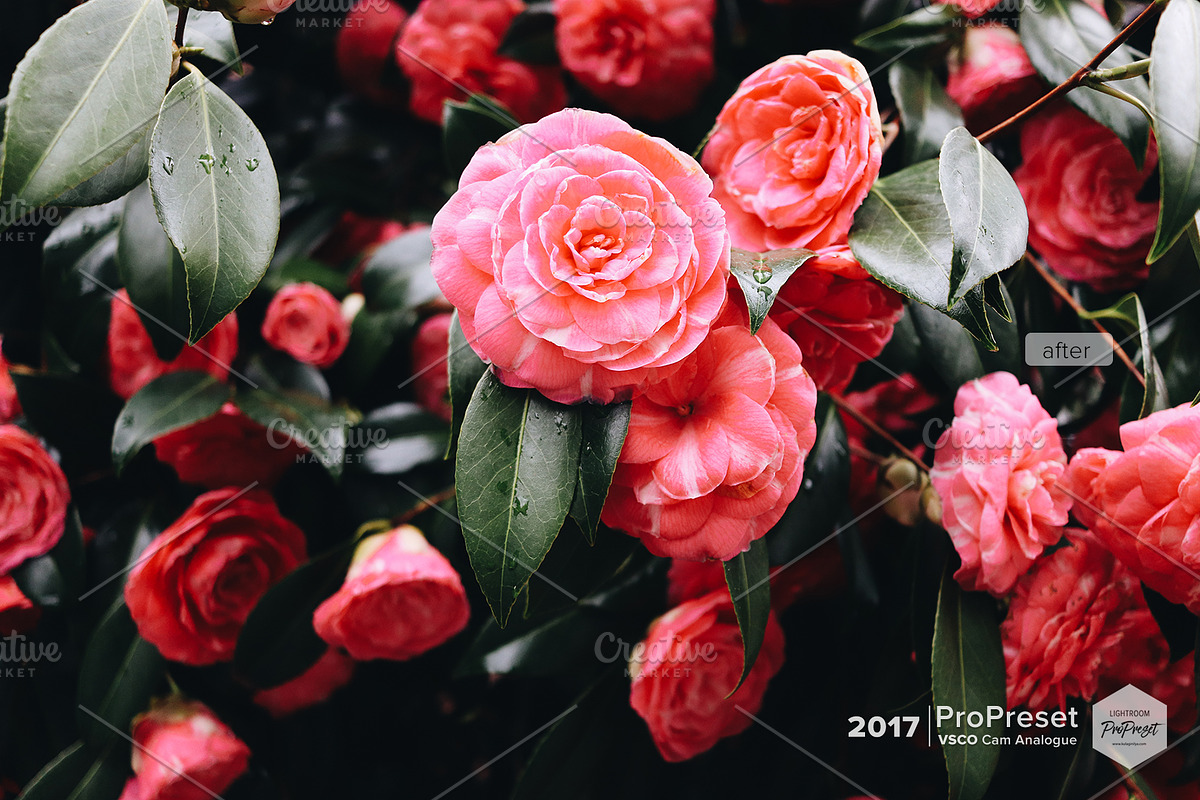 VSCO Cam Analogue A6, an Action Add-On by ProPreset (Photo 6 of 10)