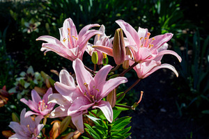 Pink lilies containing close-ups, day, and flower