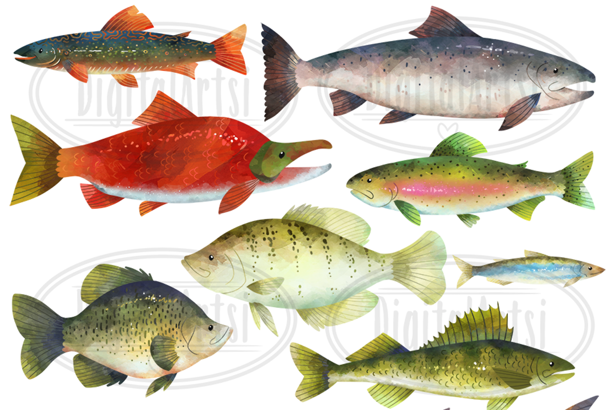 North American Fresh Water Fish, an Object Graphic by DigitalArtsi (Photo 2 of 3)