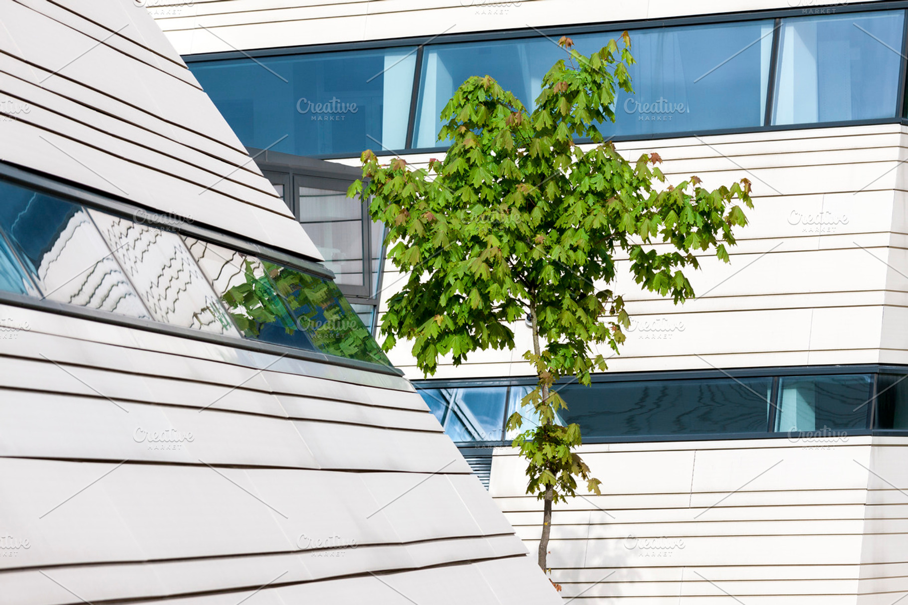 Maple tree and modern architecture, an Architecture Photo by BOOCYS
