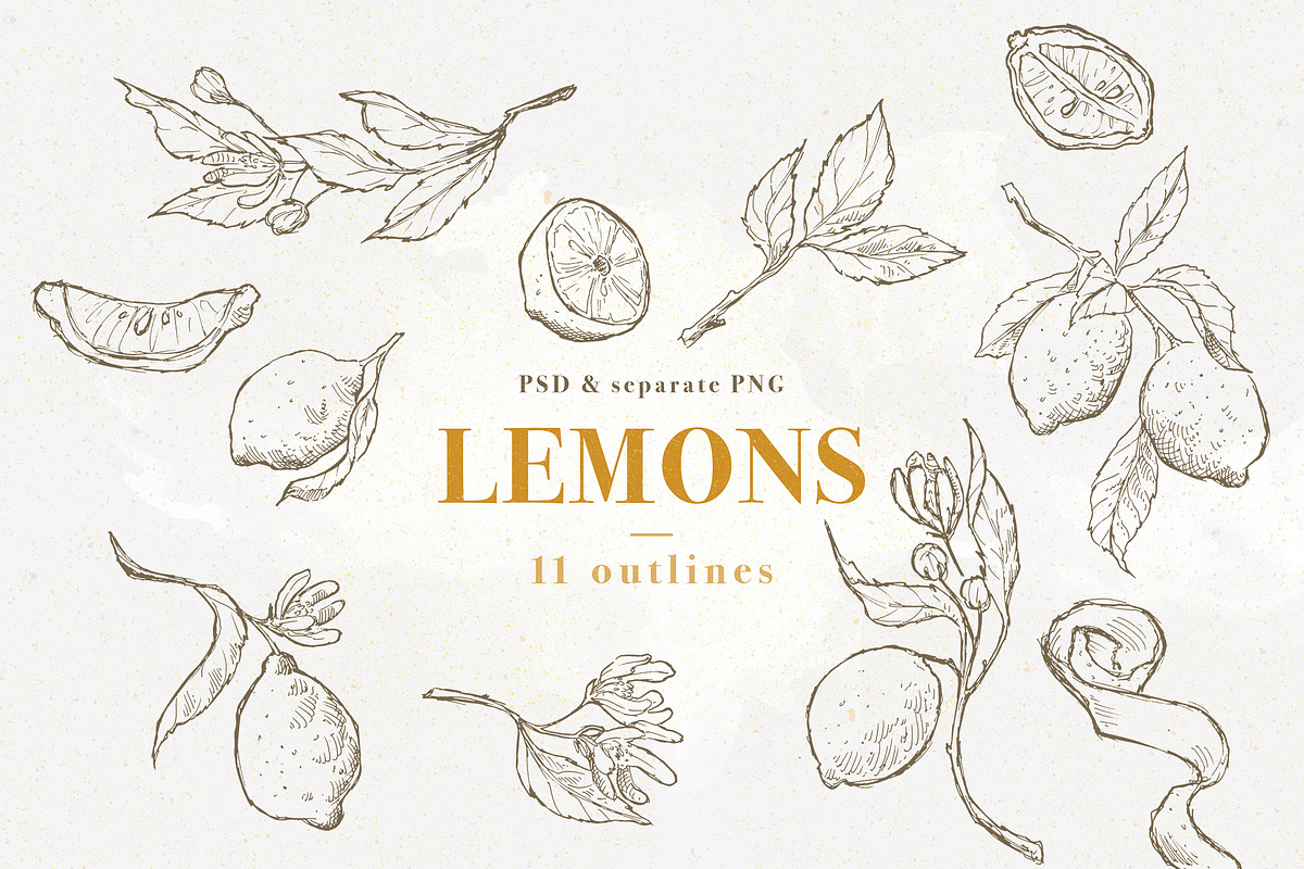 Lemons set of 11 pen sketches, a Decorative Illustration by Bee_in_a_Nest (Photo 1 of 2)