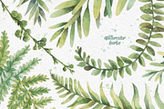 Watercolor herbs. Clipart collection, an Illustration by Anastasia Koba (Thumbnail 2 of 9)