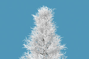 Snow Tree