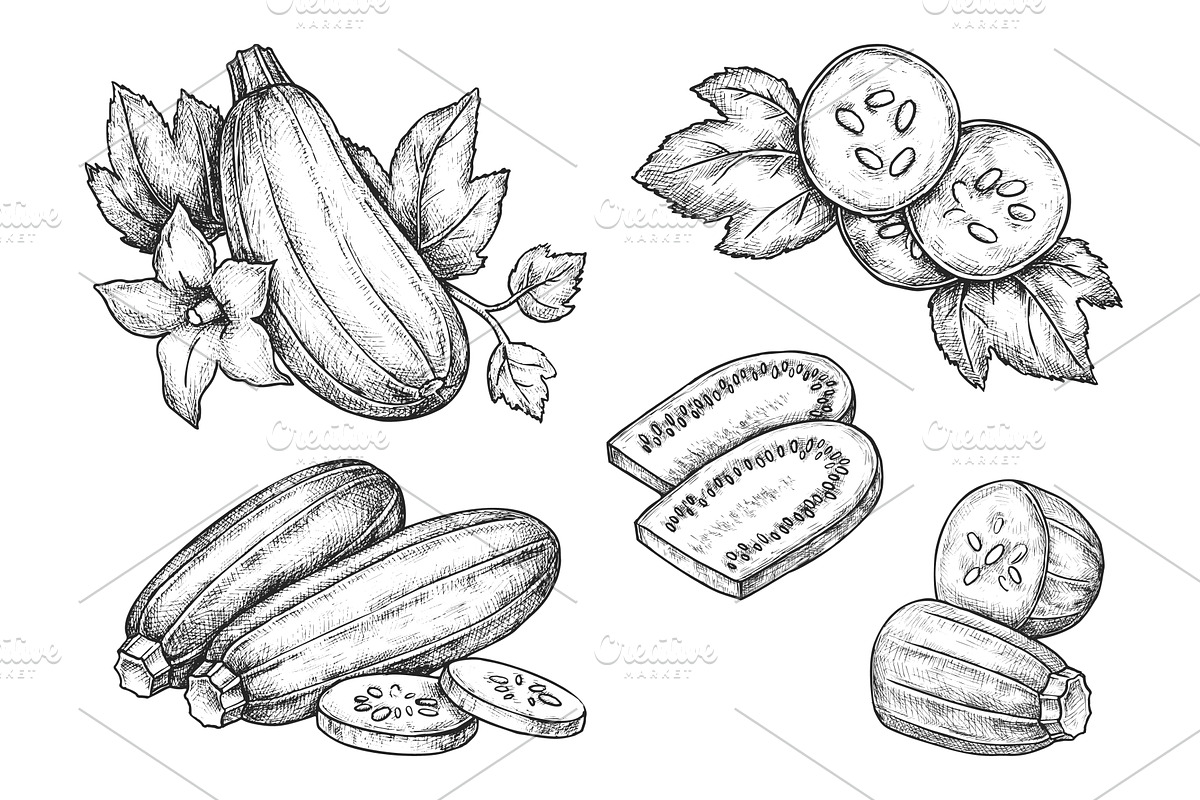Set of zucchini vegetables.Vector, a Food Illustration by Elegant Solution