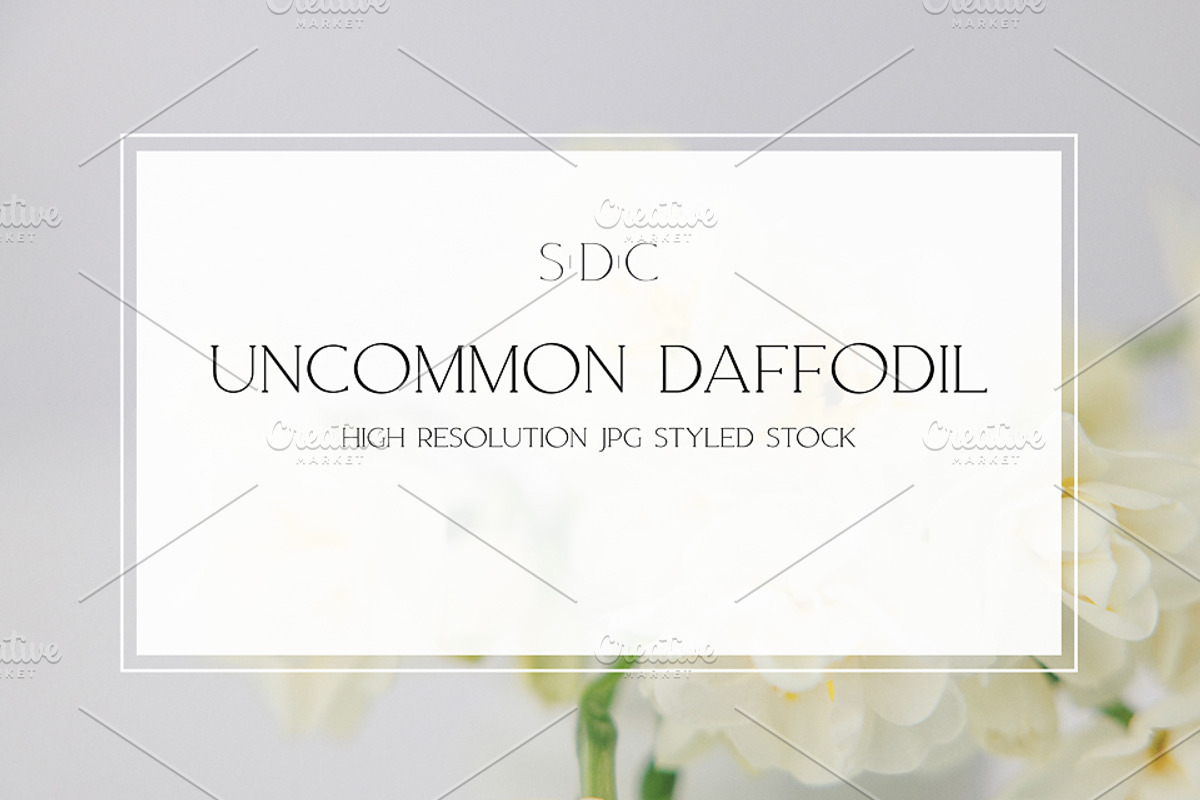 Uncommon Daffodil Styled Stock, a Nature Photo by Susie Design Co (Photo 1 of 2)
