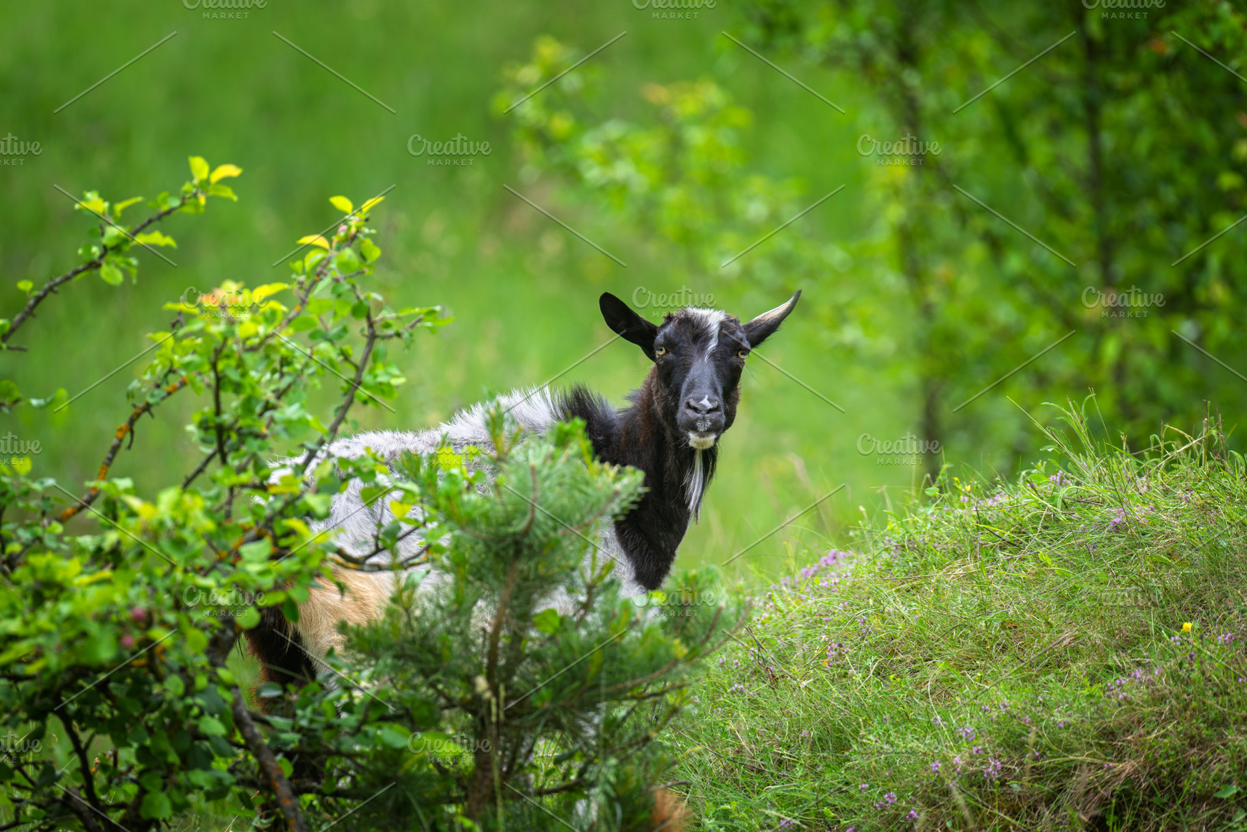 Goat peeking through lush green foliage in an outdoor environmen, an Animal Photo by Byrdyak