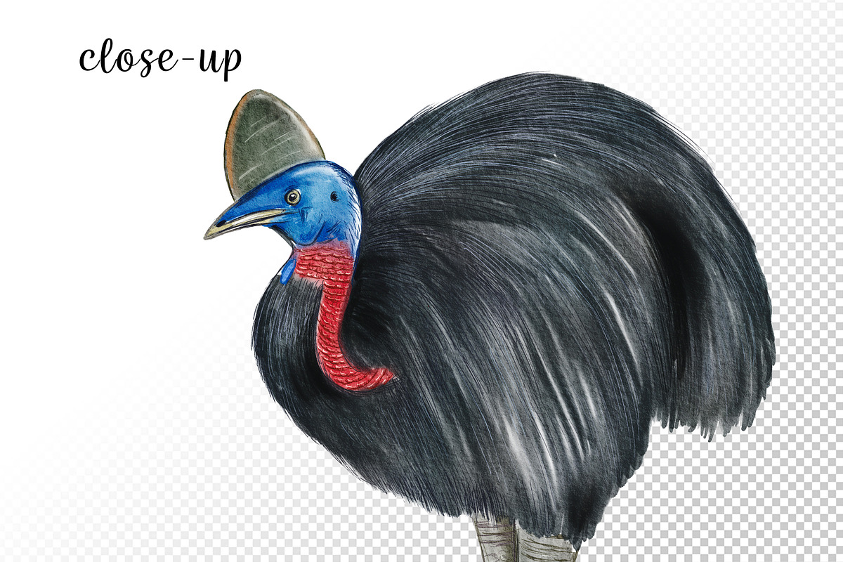 Watercolor Australia Animals Clipart, an Animal Illustration by svetodesign (Photo 6 of 9)