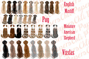 Dogs clipart,Dog Breeds Clipart,Pet, an Illustration by chilipapers (Thumbnail 3 of 4)