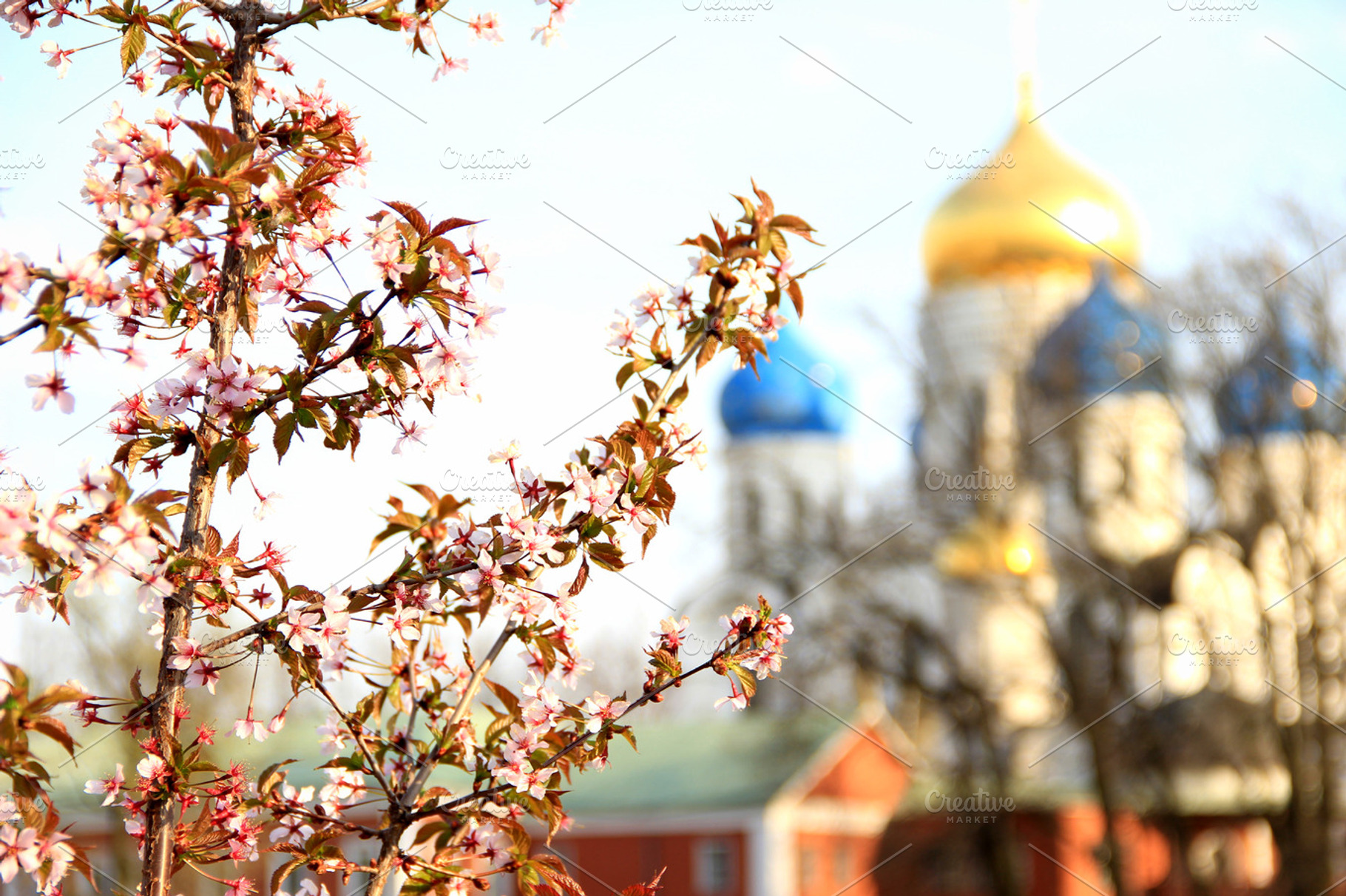 Spring cherry tree and church