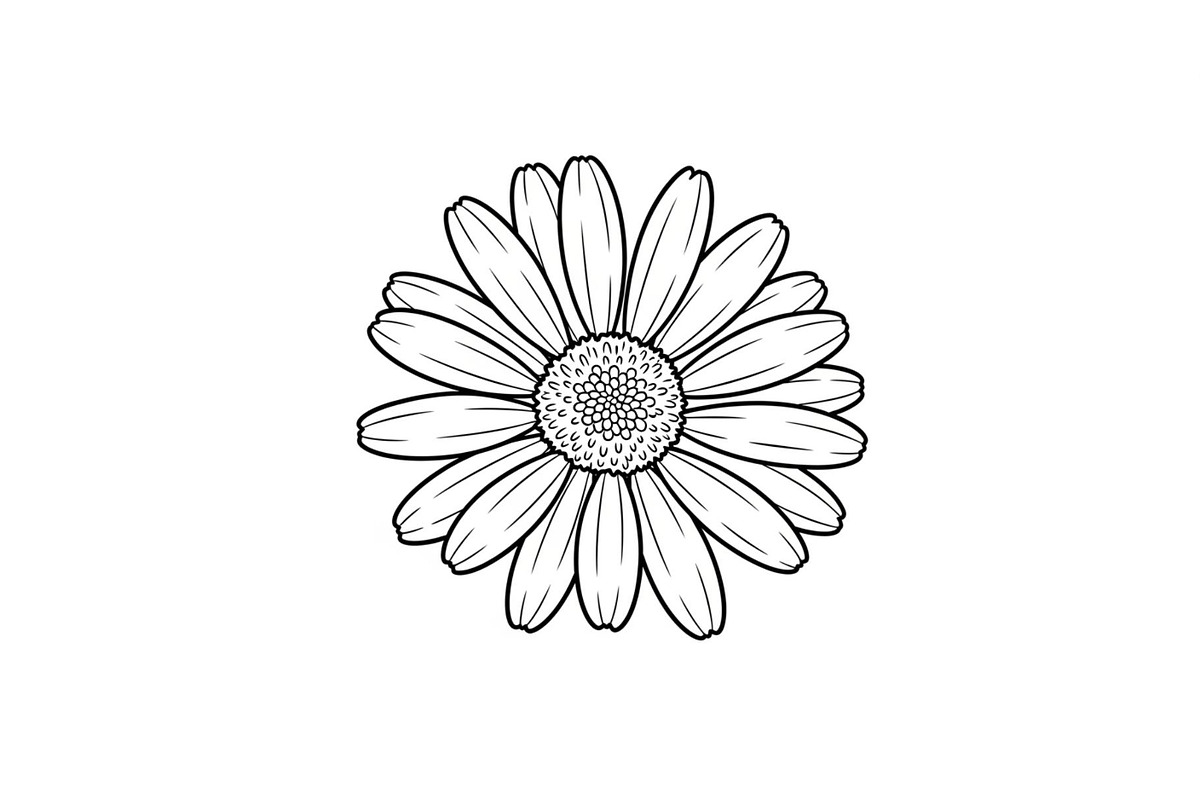 Daisy Flower Line Art Vector Bundle0, an Illustration by jahid234 (Photo 10 of 51)