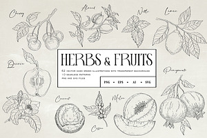 Herbs & Fruits Hand Drawn Collection