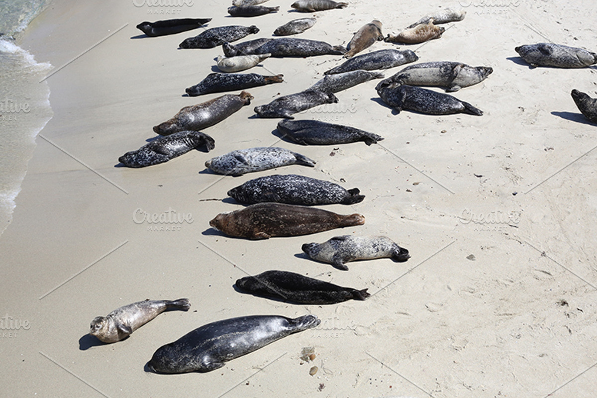 MegaPack 50+ Beach and Ocean Photos, a Nature Photo by Crusader12 (Photo 5 of 5)