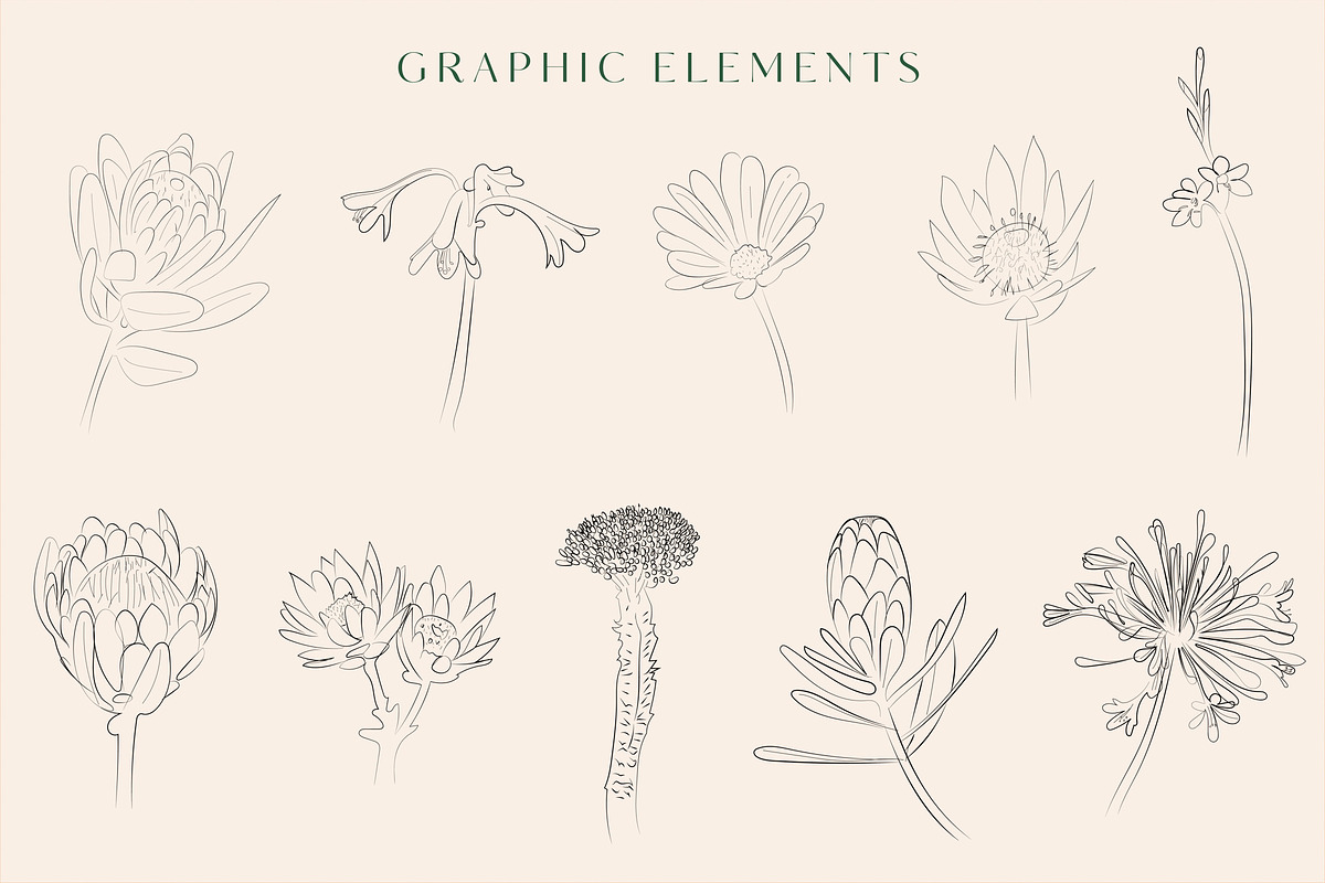 Line Art Floral Graphic Elements, a Decorative Illustration by CL Creative Studio (Photo 4 of 11)