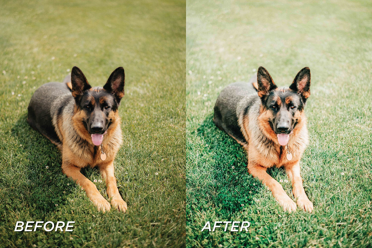 25 Bright Dog Lightroom Presets, a Preset Add-On by TheWayfarerShoppe (Photo 5 of 6)