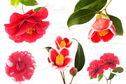 Camellia. Photography set, an Object Graphic by Pullia (Thumbnail 3 of 10)