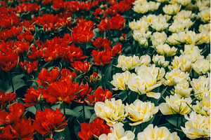 Flowerbeds of blossoming tulips