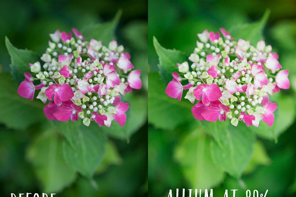Allium PHOTOSHOP action, an Action Add-On by Les Hirondelles Ph (Photo 6 of 9)