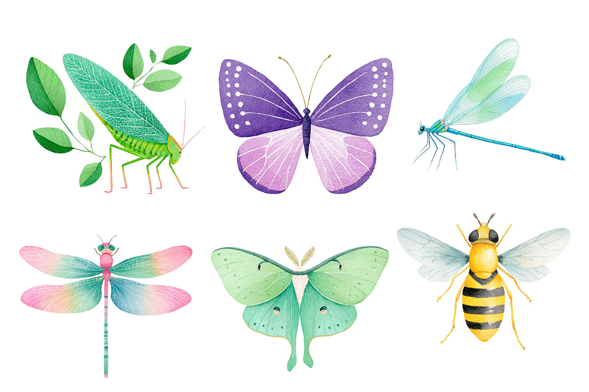 Insects Watercolor Clipart Png, an Illustration by Dream Creation (Photo 6 of 7)