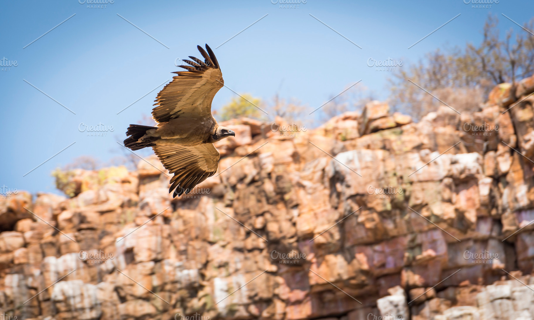 Vulture Flying in Canyon, an Animal Photo by THP Creative