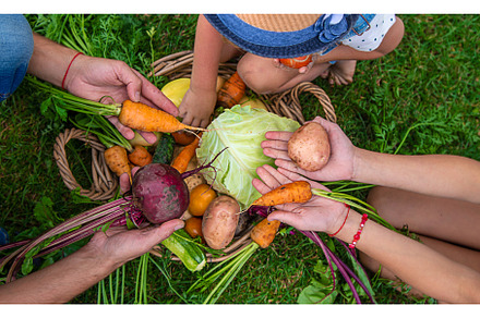 A family harvests vegetables in the, a Person Photo by yanadjana