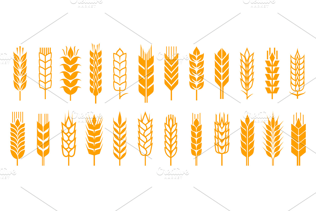 Wheat ear spikelets, cereal grain, a Food Illustration by Vector Tradition