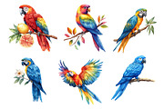Parrots Watercolor Clipart,, an Illustration by Dream Creation (Thumbnail 7 of 7)