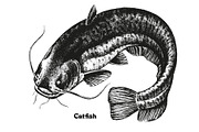Fish collection, part 2, a Food Illustration by ZotovShop (Thumbnail 7 of 11)