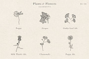Plants & Flowers Collection, a Decorative Illustration by Sinclair Creative Agency (Thumbnail 6 of 8)