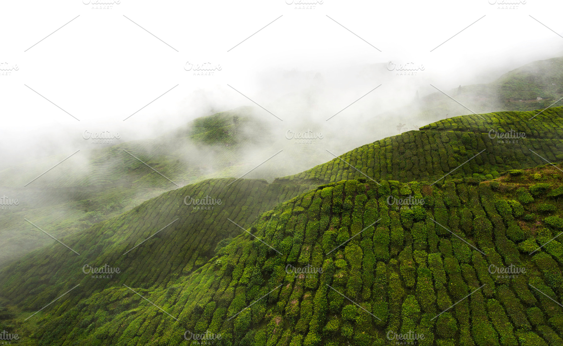Tea Containing Tea Teaplantation And Plantation