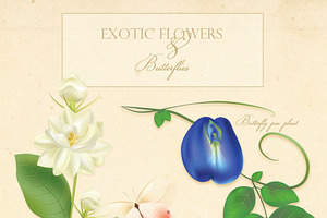 Exotic Flowers And Butterflies