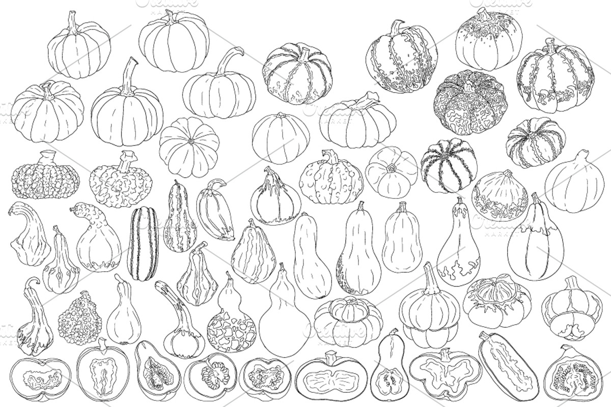 Pumpkins collection, an Object Illustration by Elena Mykhailenko (Photo 2 of 4)