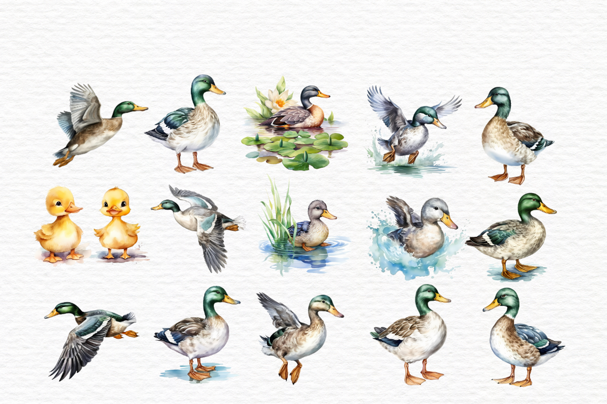 One lucky duck, duck in puddle, an Animal Illustration by Invite to Clipart (Photo 3 of 4)